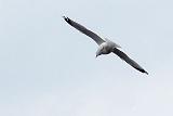 Gull In Flight_DSCF00774